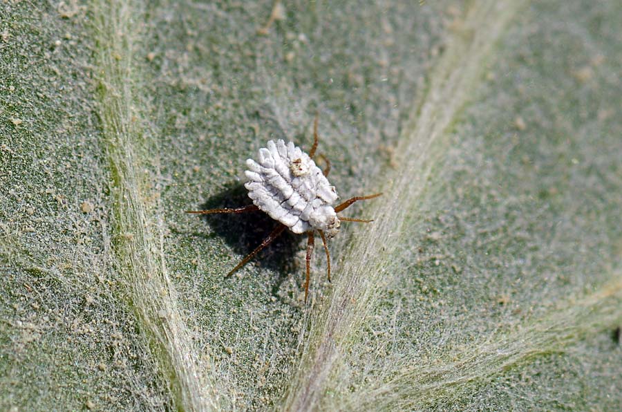 Coperta di filamenti cerosi: Ortheziidae